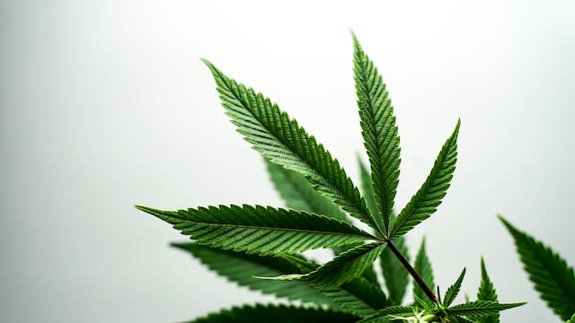 11-Hydroxy-THC