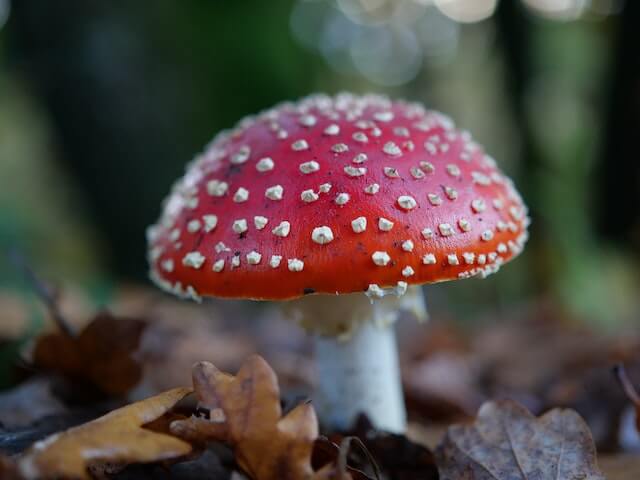 Amanita Mushroom Gummies