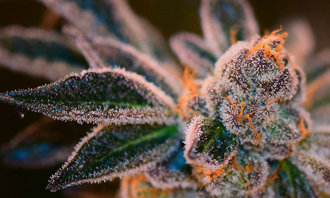 Animal Cookies Plant Fire