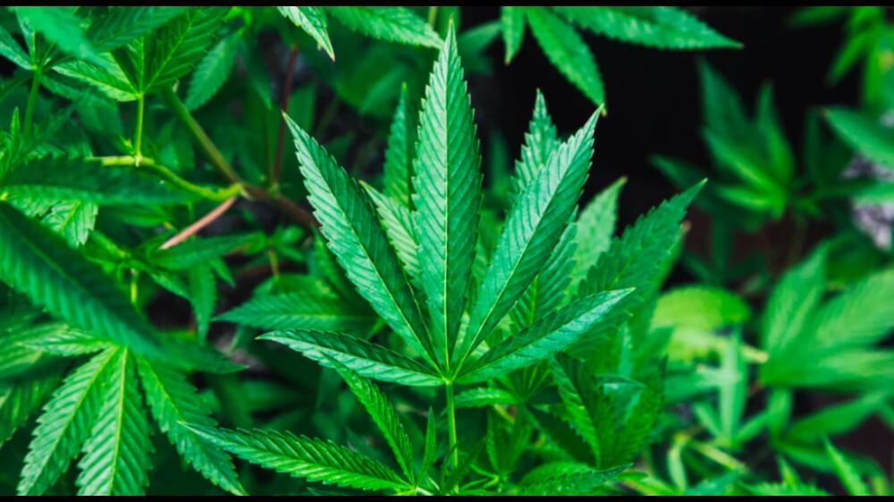 Banana Kush Strain Review