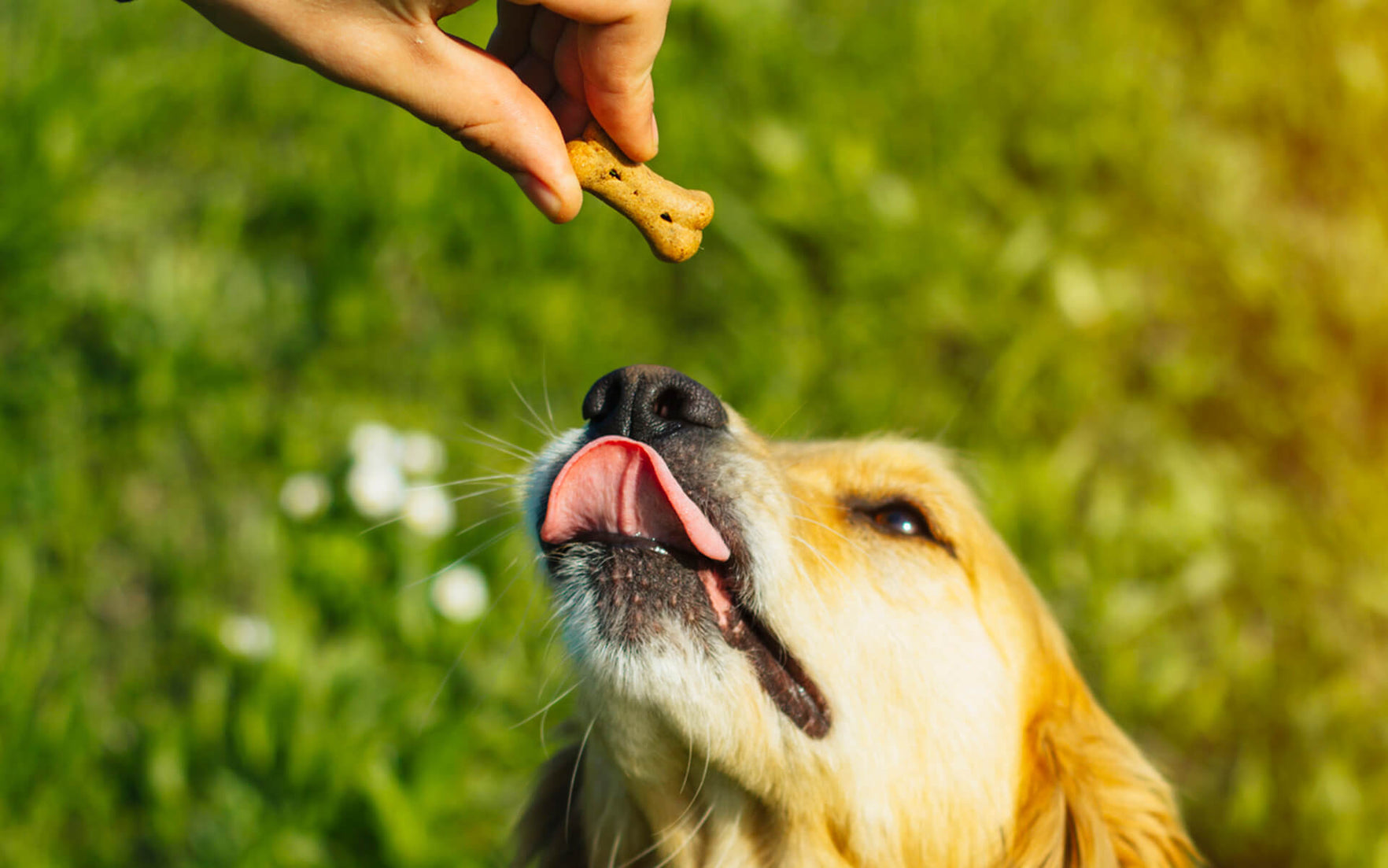 best hemp treats for dogs