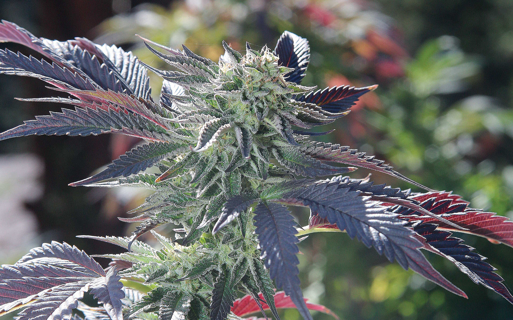 The Father of THC