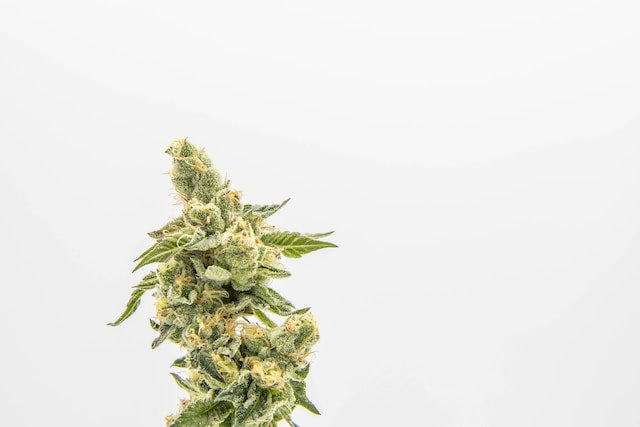 LA Kush Cake Strain