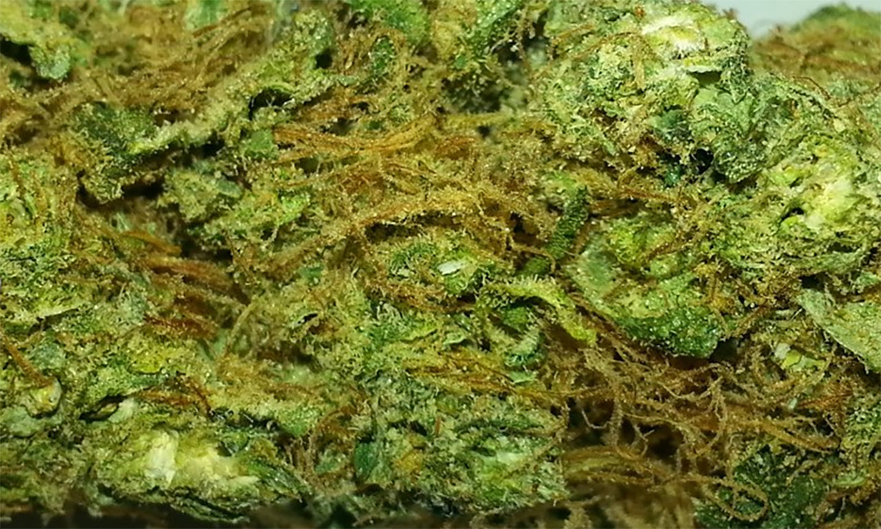 Lemon Kush close up, image from ALL Buds.com