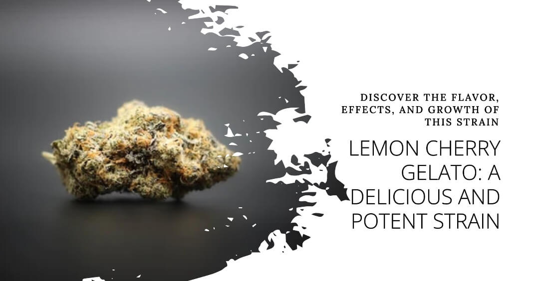 lemon cherry gelato strain