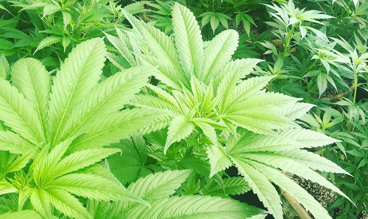 Platinum Girl Scout Cookies strain plants, image from Trim Camp on Instagram