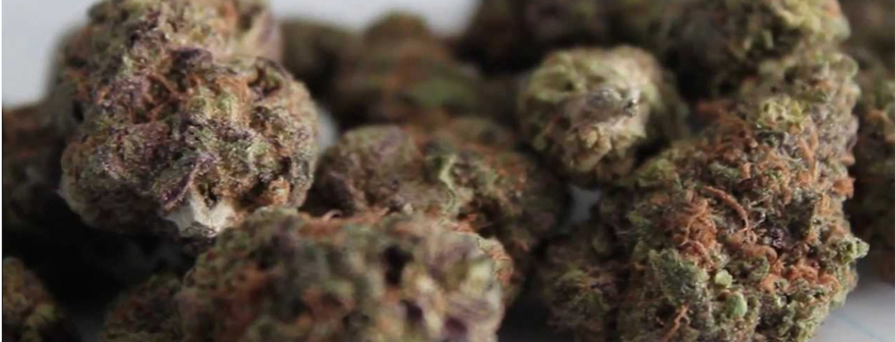 Purple Urkle desired buds