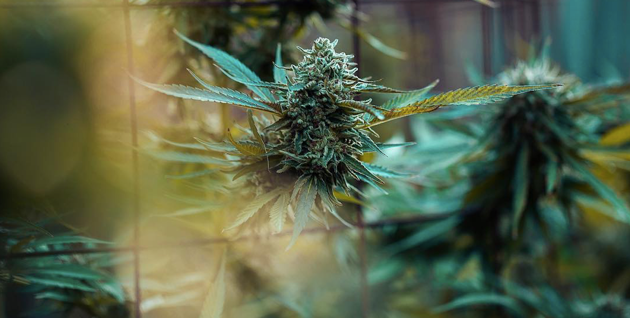 Drying Cannabis