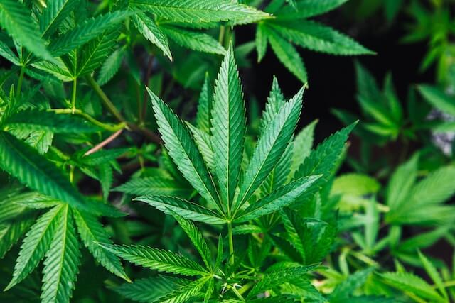 Sherblato Strain