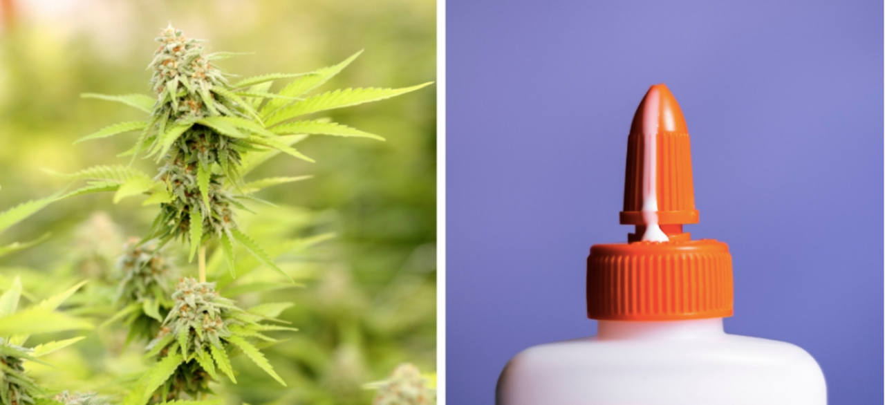 Super Glue marijuana weed