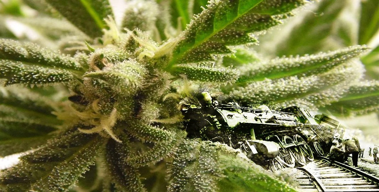 TRAINWRECK CANNABIS STRAIN