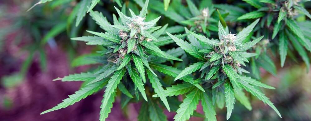 Berry White Cannabis Strain | The White Strain