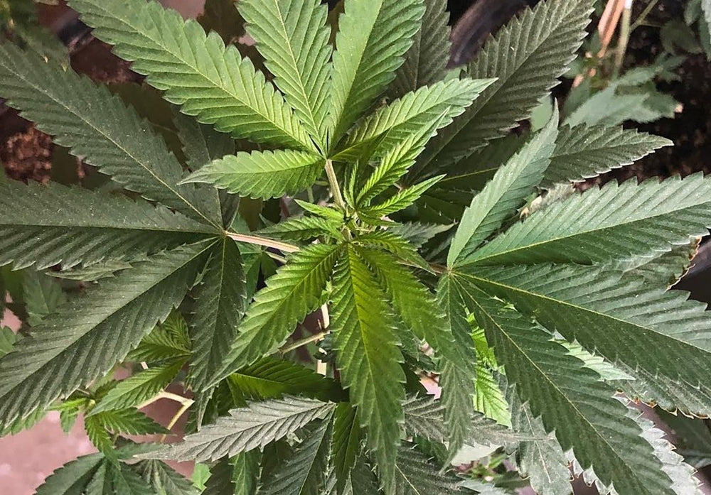 True OG Cannabis Strain | Kobe OG Strain