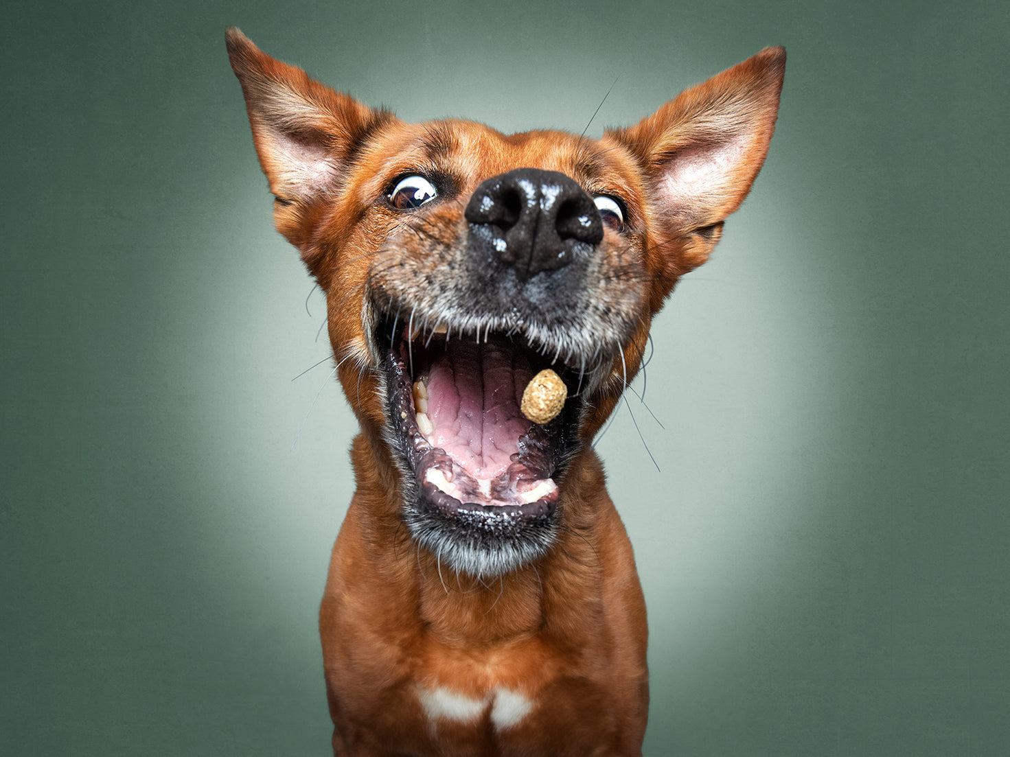 Best Hemp Chews for Dogs