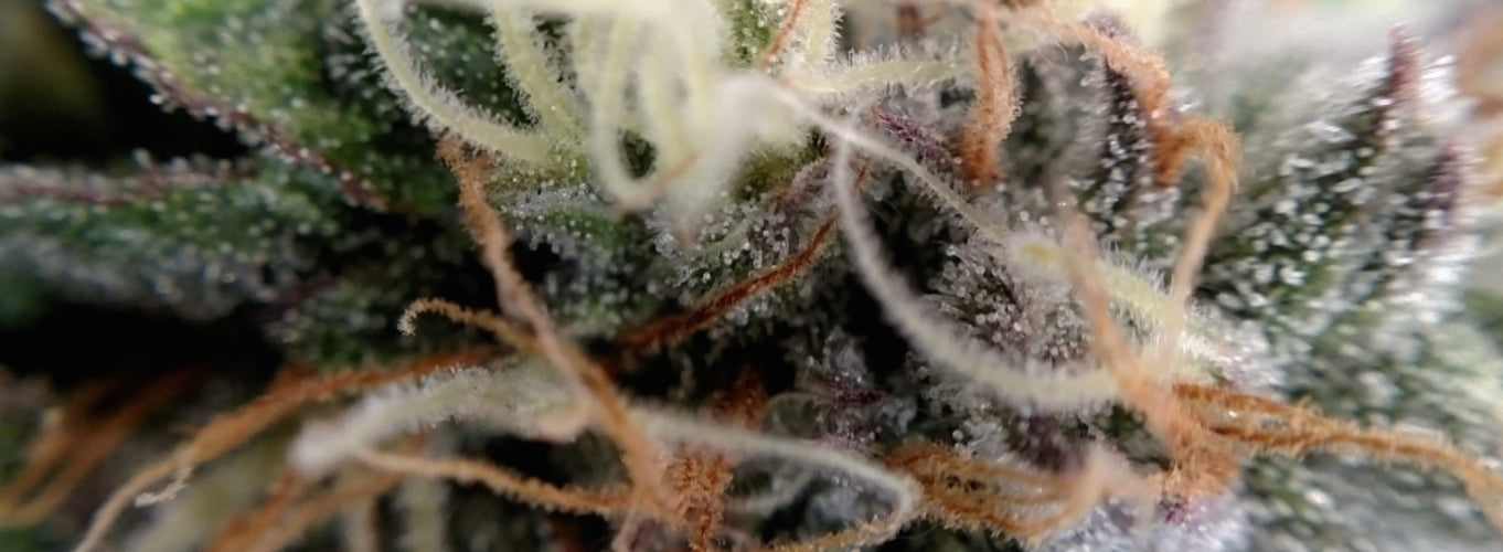 Black Dog Strain
