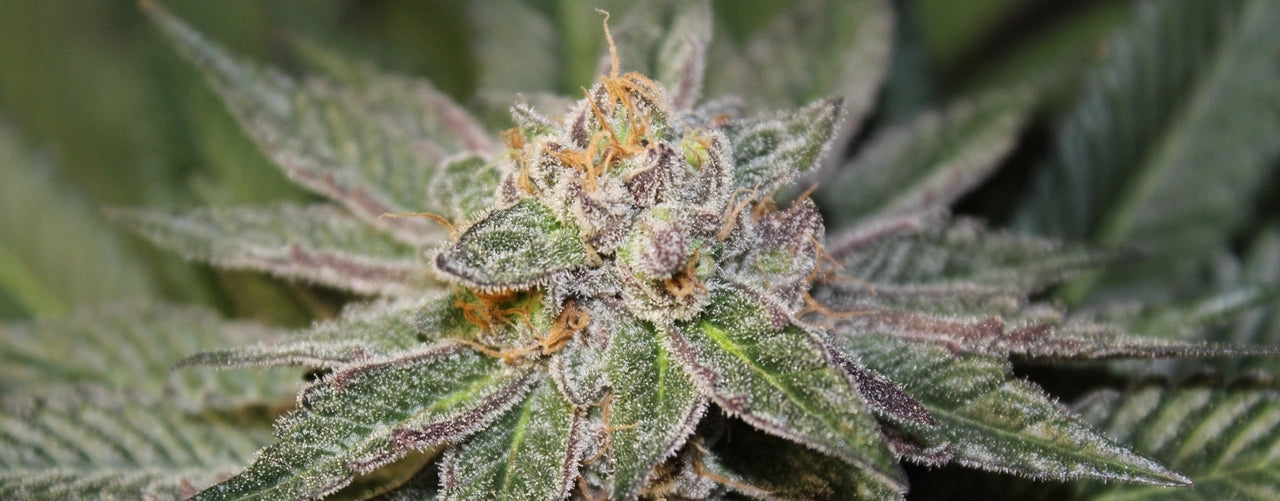 Blue City Diesel Strain