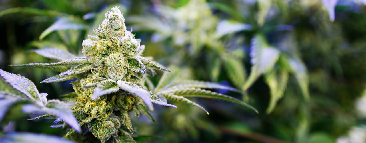 cali gold strain marijuana