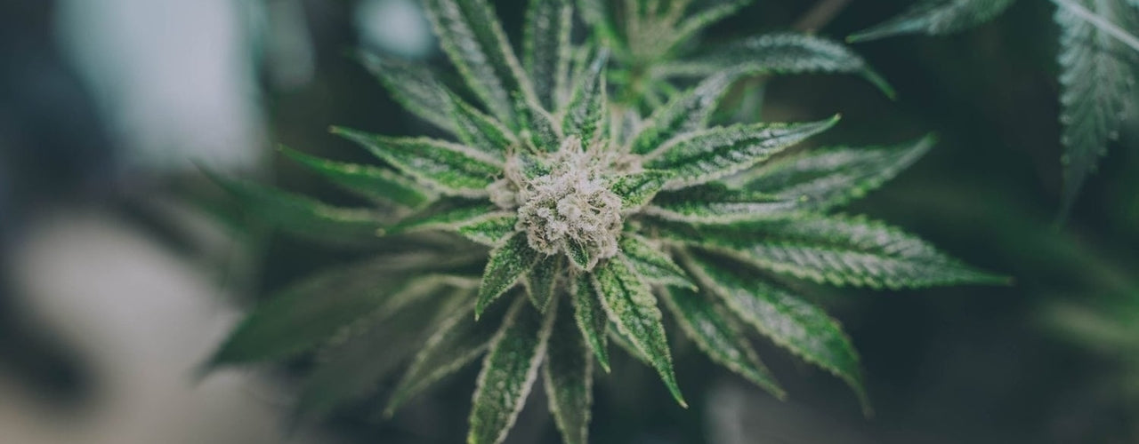 chernobyl strain marijuana