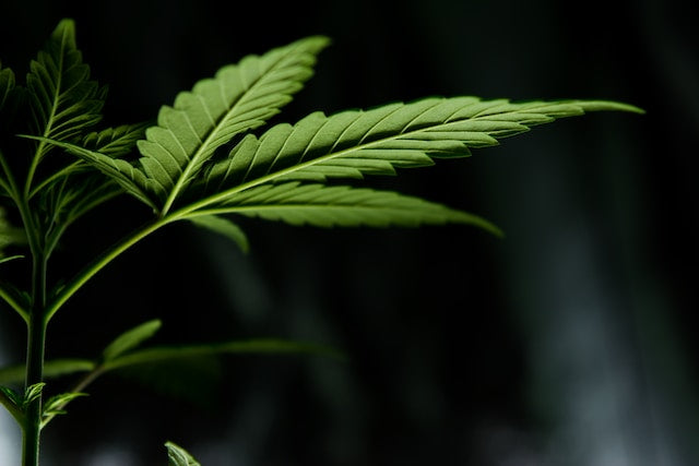 Releaf is Revolutionizing Medical Cannabis in the UK