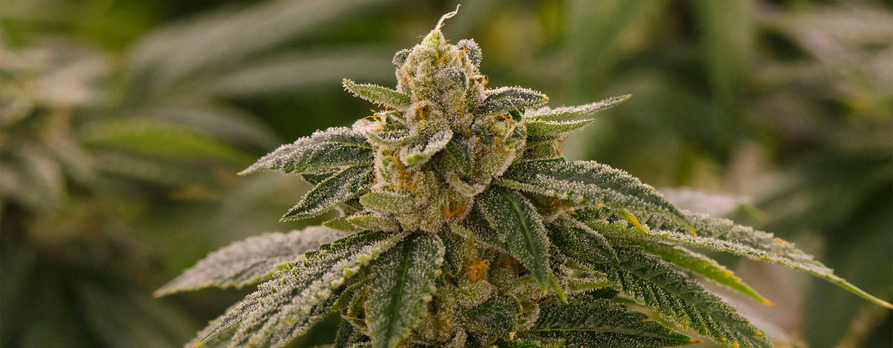 ghost og cannabis strain