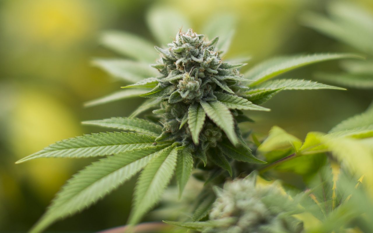 Gorilla Glue #4 Cannabis Strain