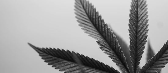 increase thc potency in weed