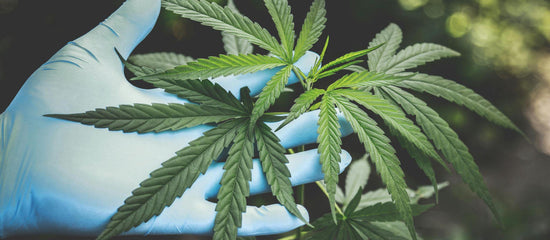 THCa Bulk Buying: Is Wholesale
