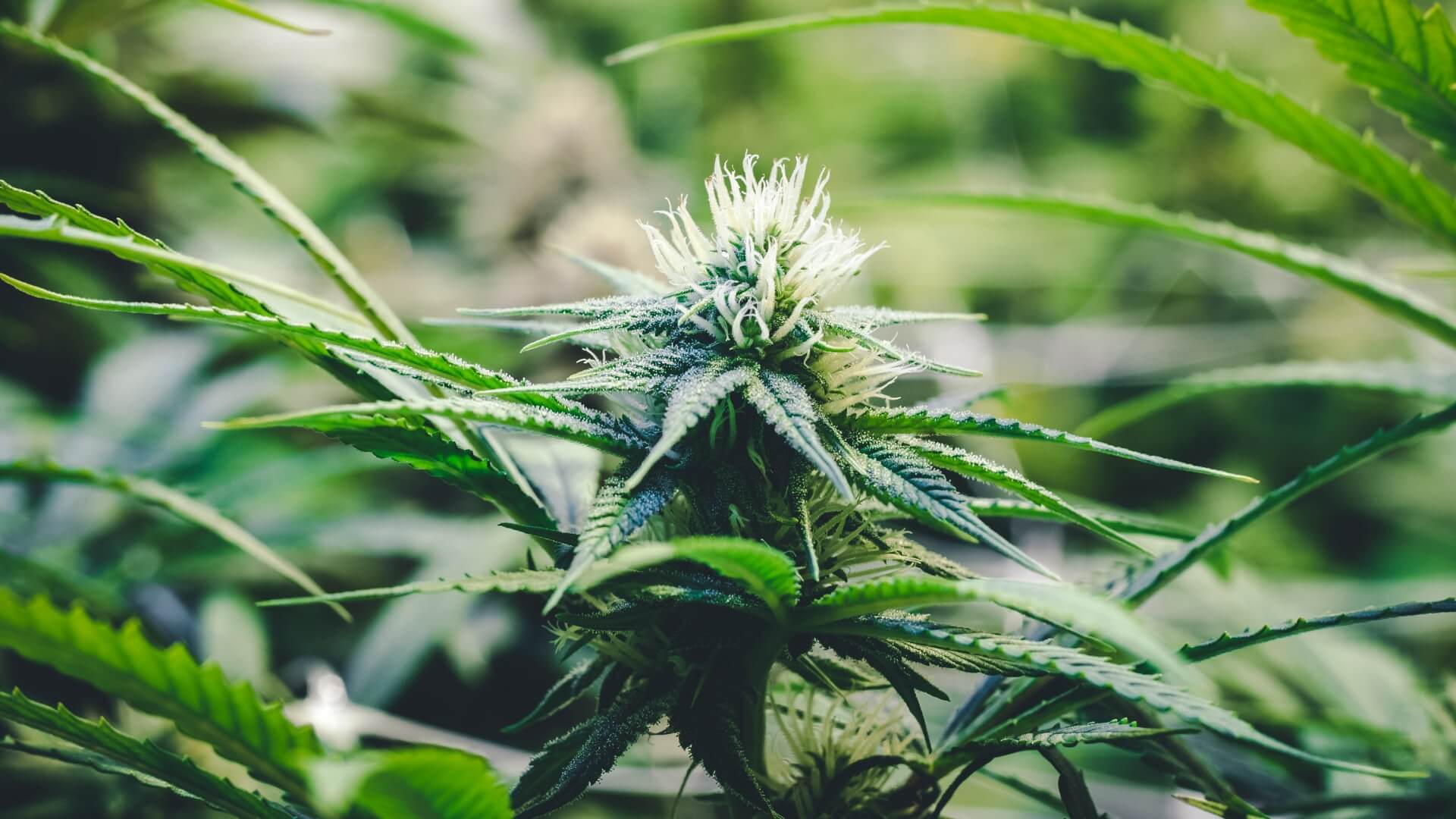 The Ultimate THCA Guide