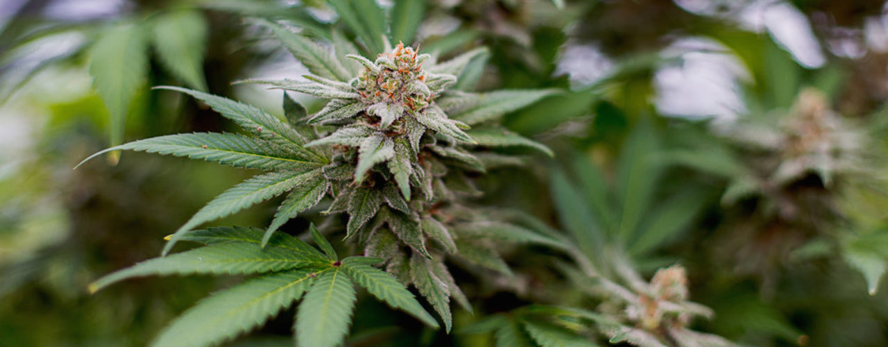 jilly bean cannabis plant