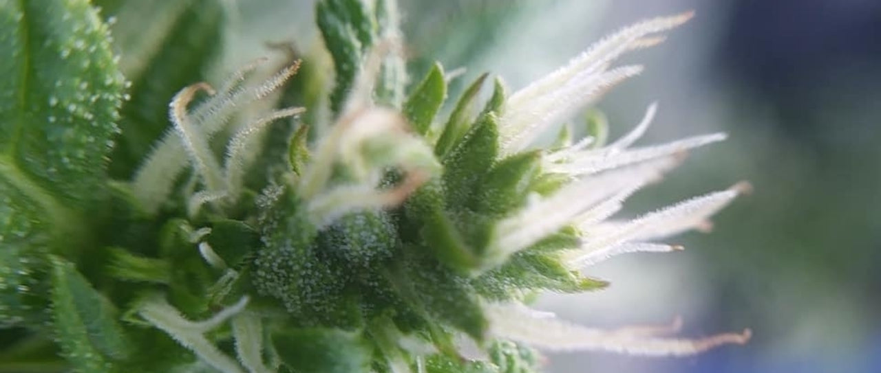 Northern Lights Weed Strain