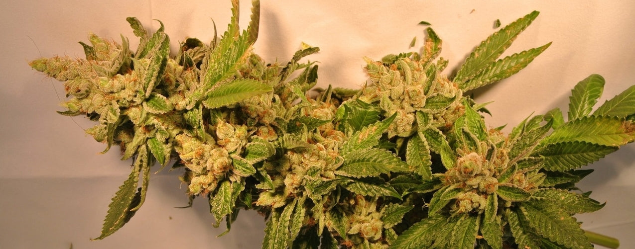 sfv og strain