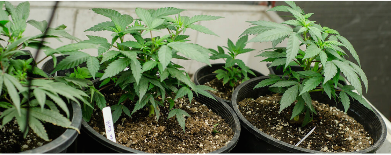 Silver Haze Strain Review | Super Silver Haze