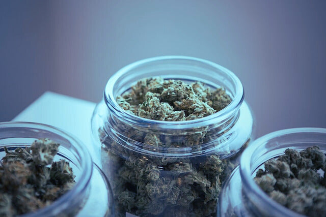 strongest sativa strains
