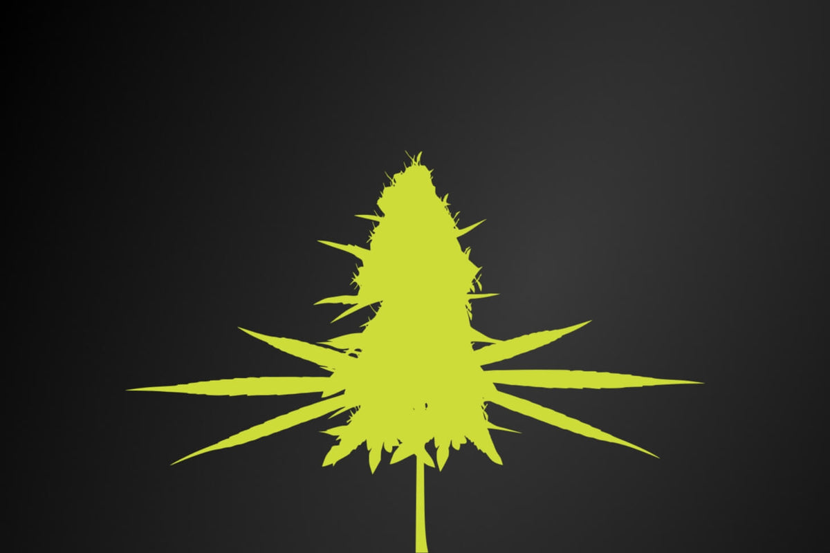 Top 10 Hemp and CBD Dispensaries In The USA