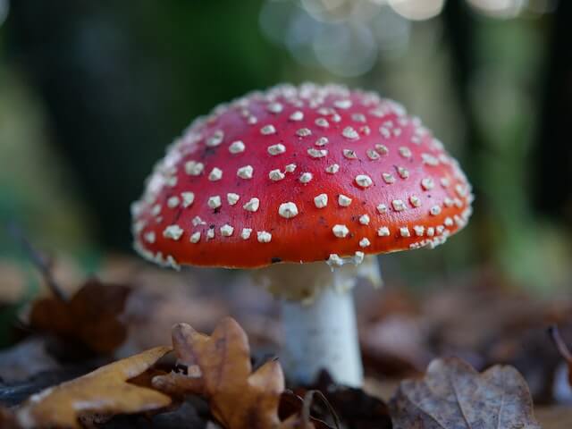  Amanita Mushroom Gummies