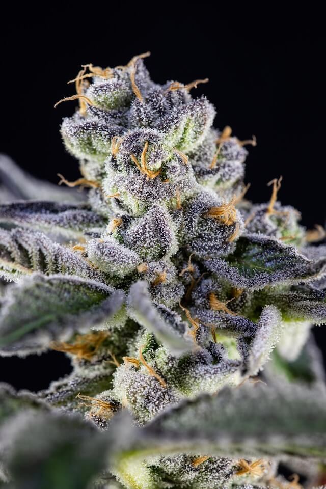 Black Runtz Strain