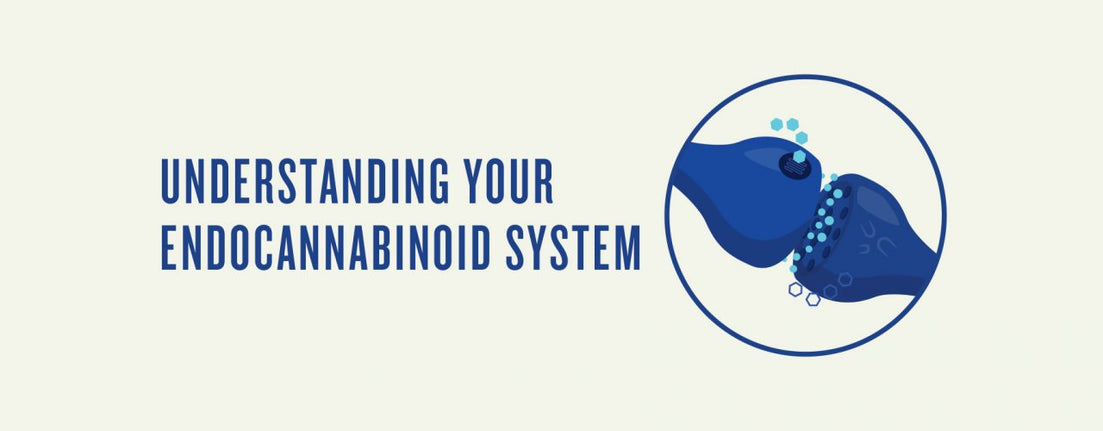 5 Things You Didn't Know About the Endocannabinoid System