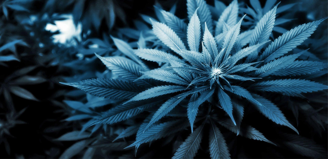 Blue Dream Cannabis Marijuana