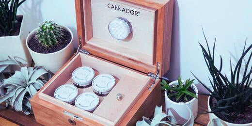 Best Cannabis Humidor