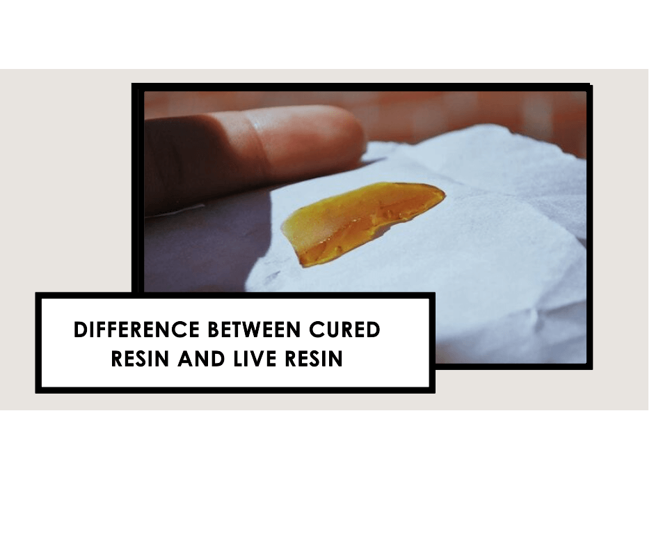 Difference Between Cured Resin and Live Resin