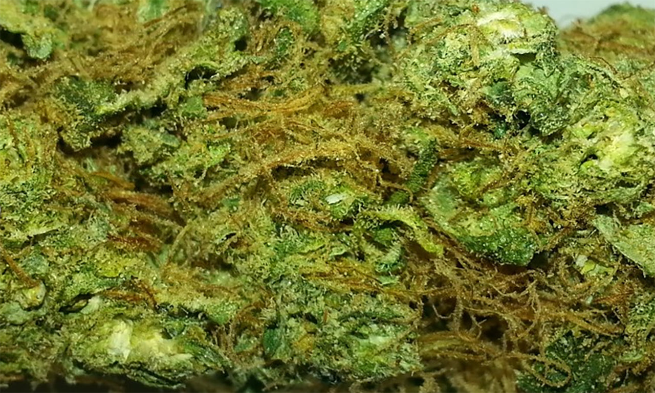 Lemon Kush close up, image from ALL Buds.com