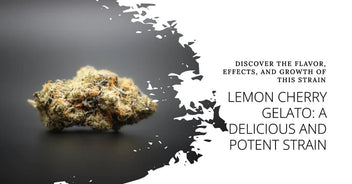 Lemon Cherry Gelato Strain: Flavor, Effects, and Growth