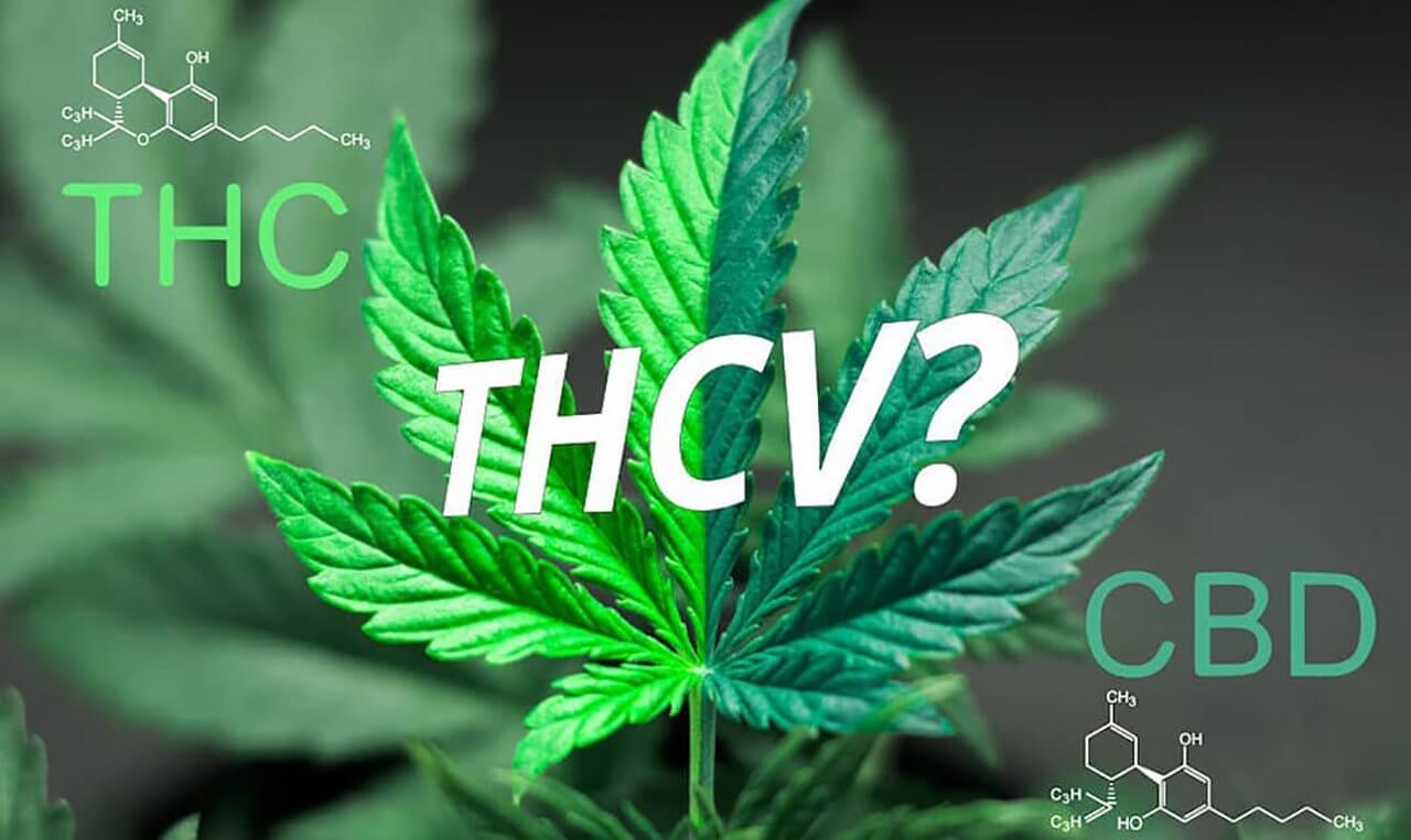 What Is Thcv Strain? 8 Things You Need To Know In 2023 - Doug’s Varin Seeds