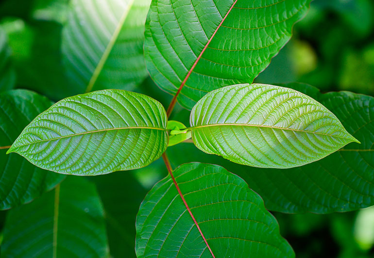 Most Common Uses of Kratom And Health Benefits