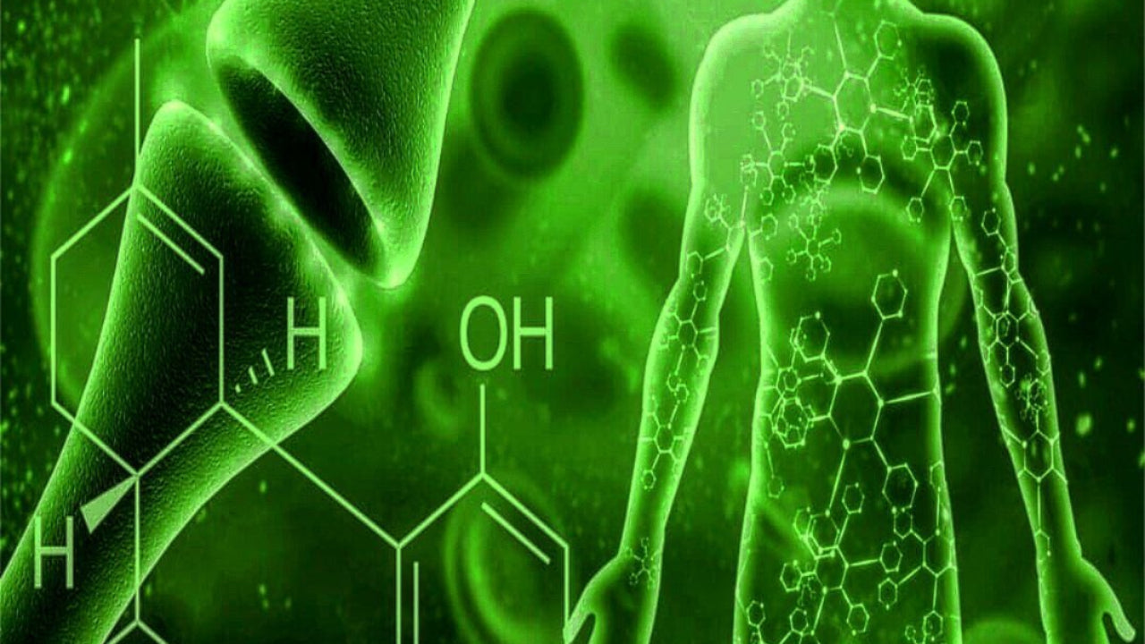 The Importance of Cannabinoid Receptors
