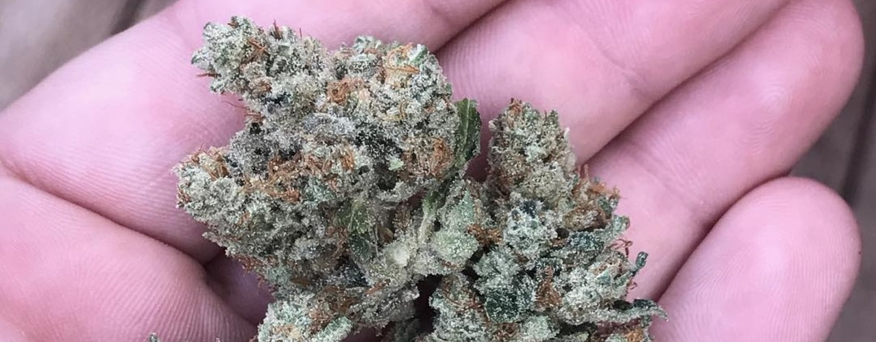 Nova OG Strain – Nova OG Seeds, and more!