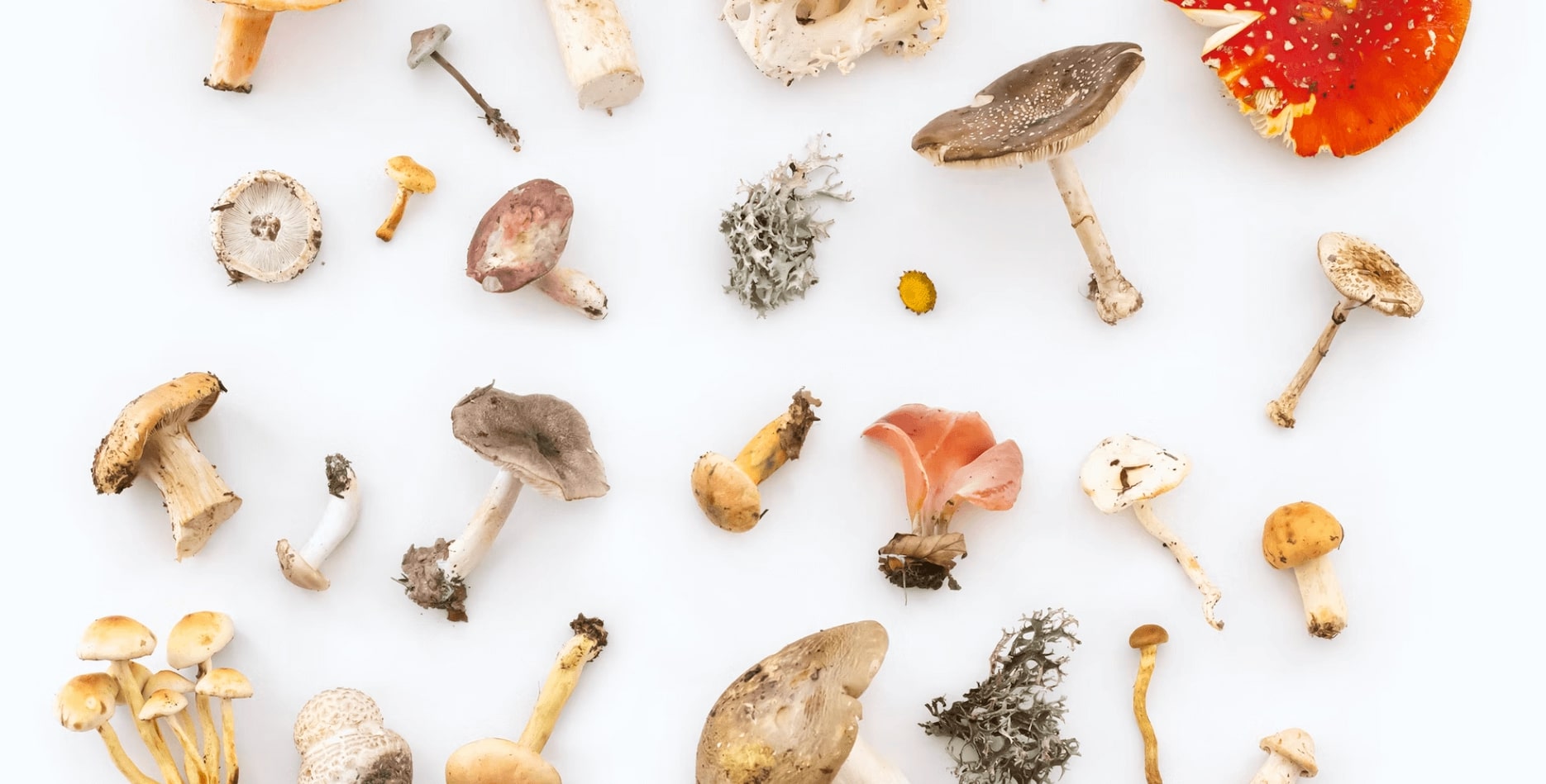 The Healthiest Types Of Mushroom That Will Boost Your Health