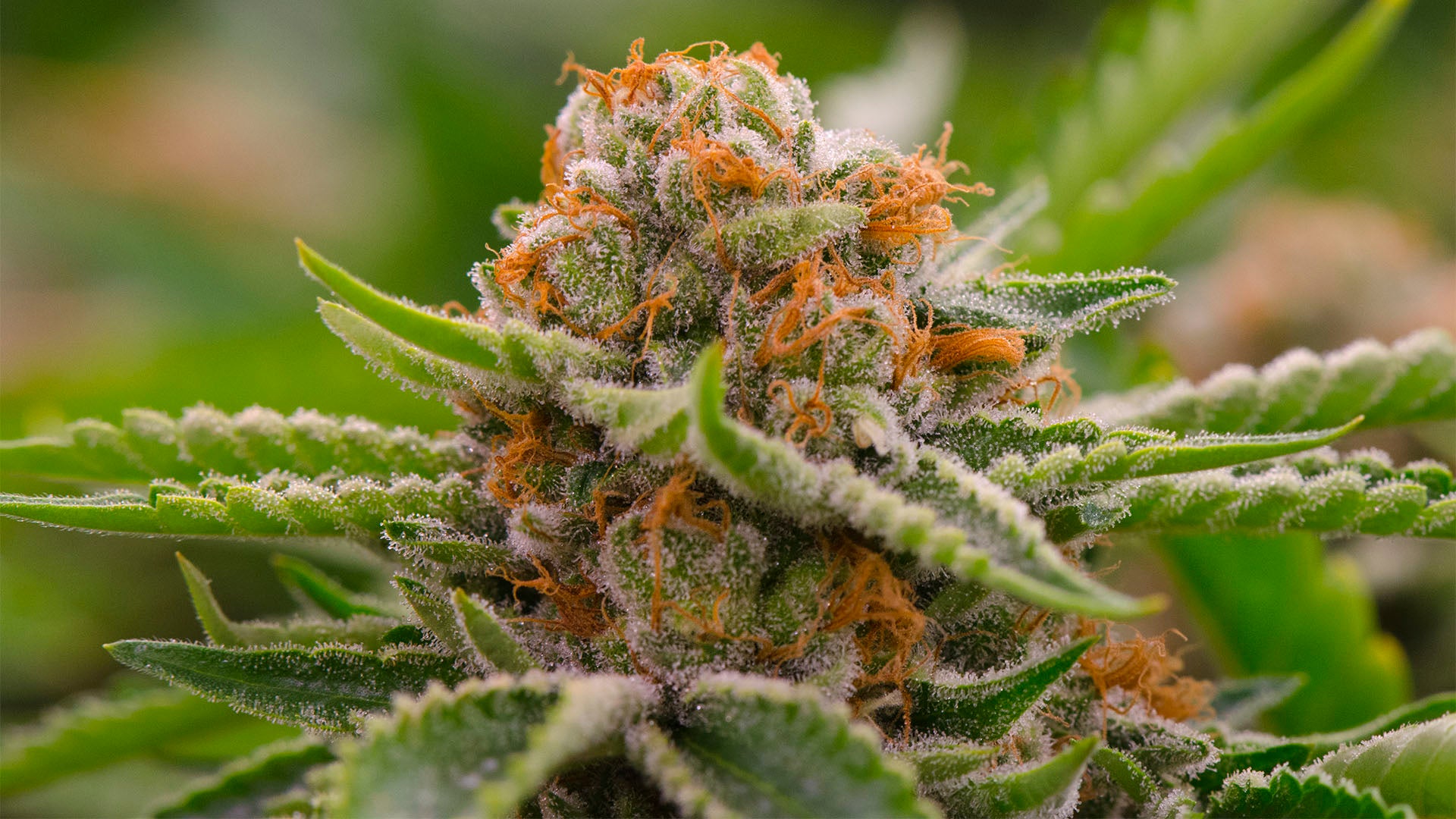 Strawberry Cough Bud; Image Credits: The Clinic