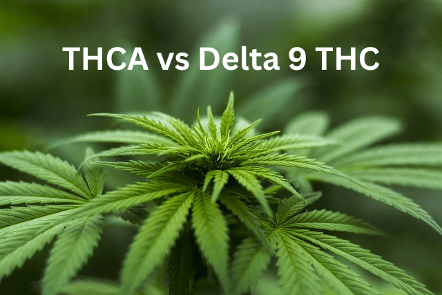 THCa VS Delta 9 THC