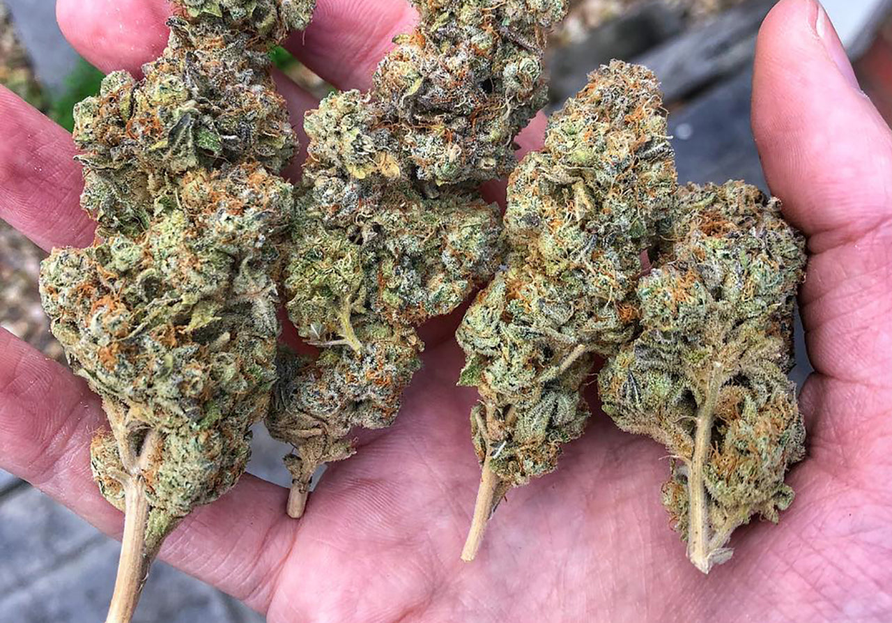 Critical Mass Strain | Blue Blast Strain